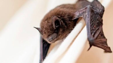 Photo of Temuco: Salud inicia operativo de vacunación de mascotas por hallazgo de murciélago con rabia