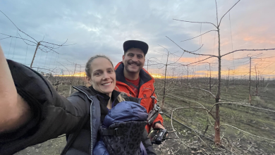 Photo of Plantación de Cerezos:  Programa Araucanía Frutícola impulsa la reconversión agrícola en la región