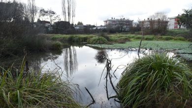 Photo of Aguas Araucanía financiará proyectos  que busquen conservar humedales urbanos